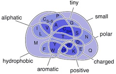amino_acids_venn_240.jpg