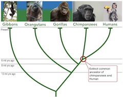 common_ancestor_240.jpg