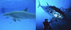 dolphin_tuna.jpg